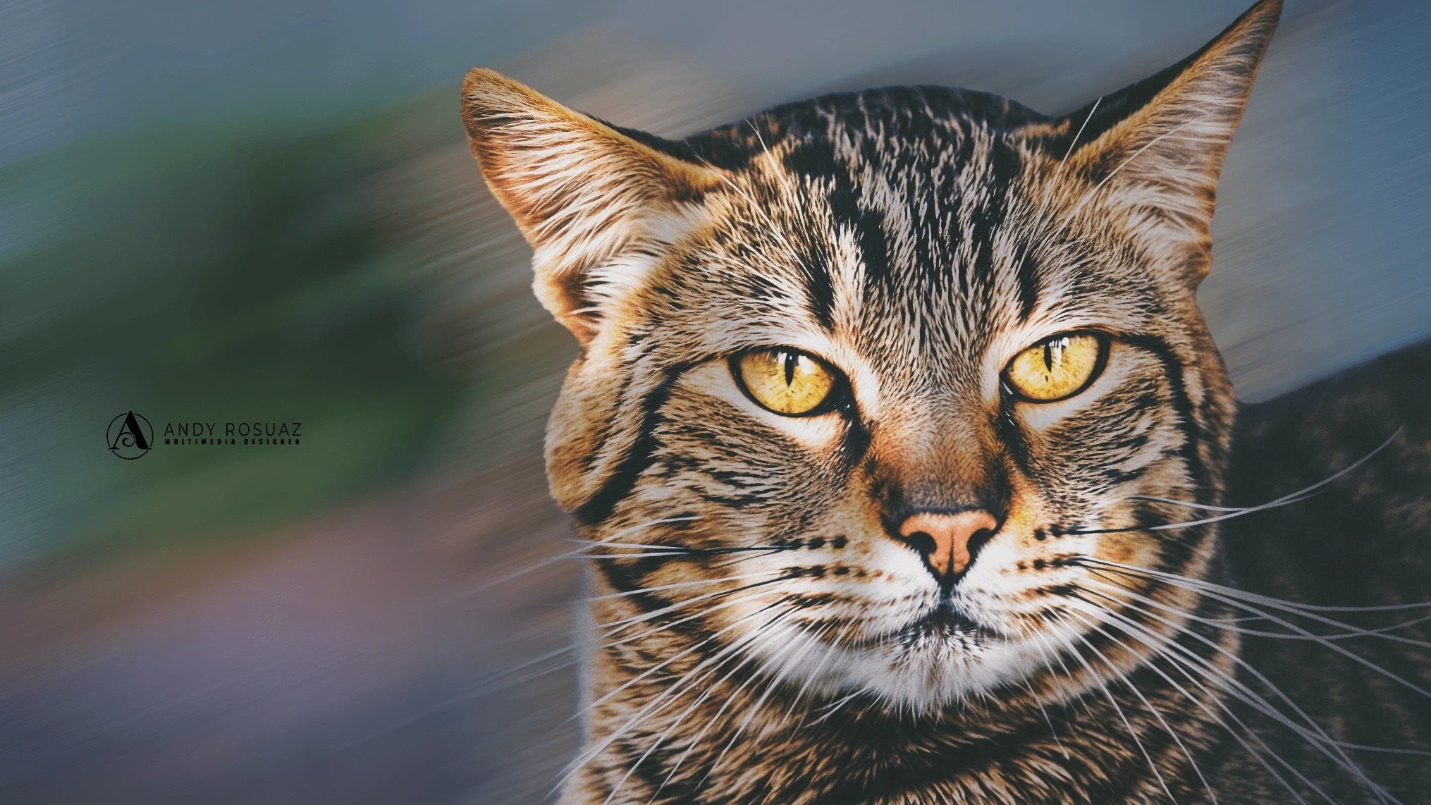 Foto gato primer plano — Andrés Rodríguez Suazo